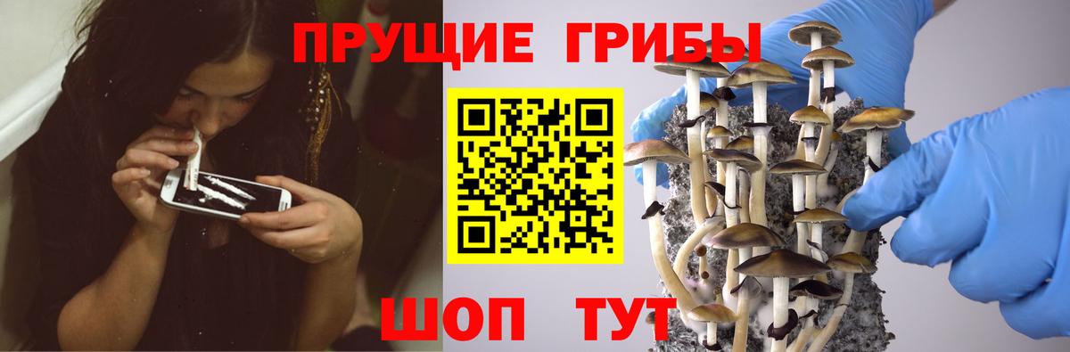 Артём  Псилоцибиновые грибы прущие грибы  Вход с VPN 